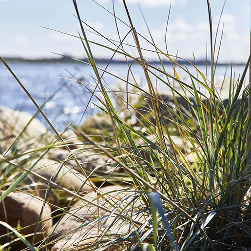 Strand med græs og lyng i forgrunden